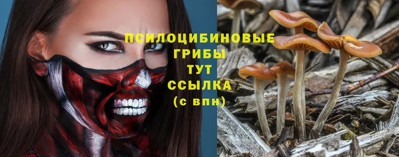 Галлюциногенные грибы Psilocybe  Горно-Алтайск 